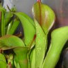 Heliamphora chimantensis